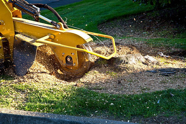 Why Choose Our Tree Removal Services in Mirrormont, WA?